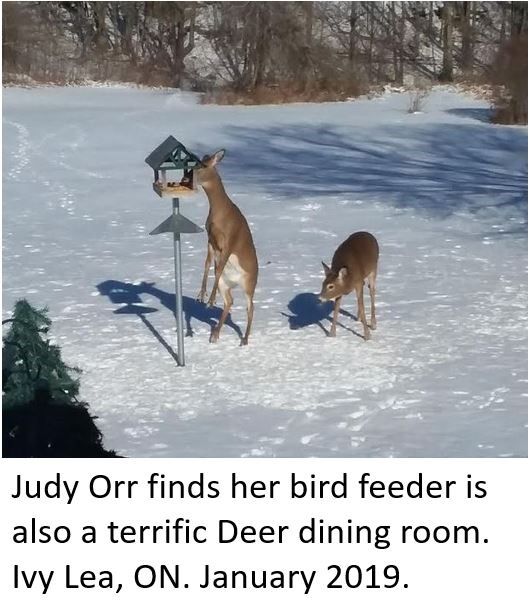 Deer Dining Room