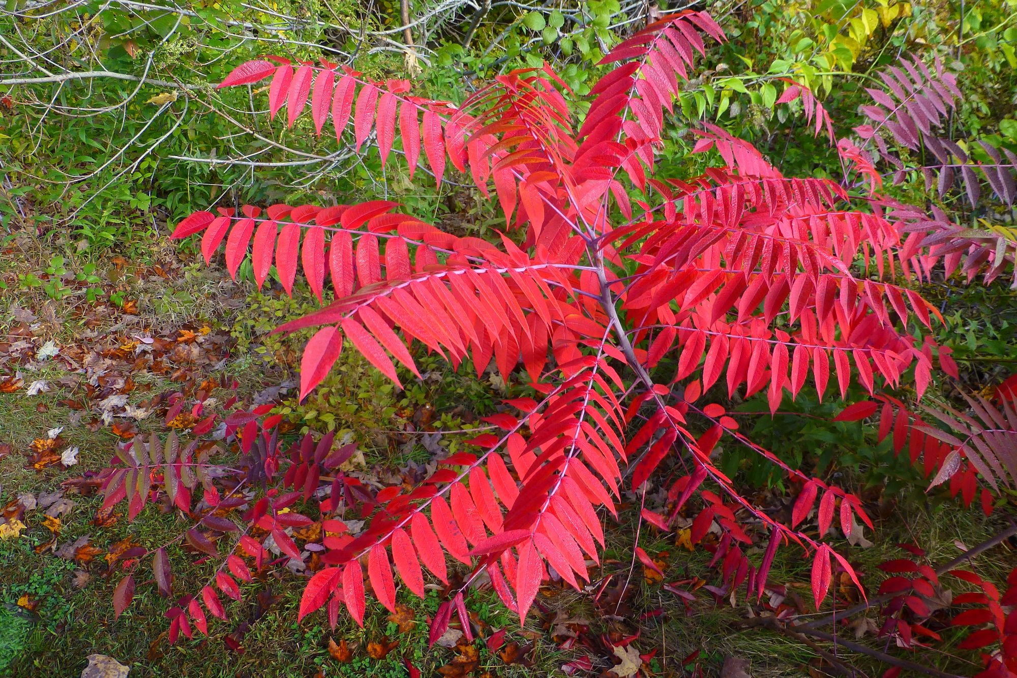 Thousand Islands Life Magazine, Aid for What Ails Yes sumacs...