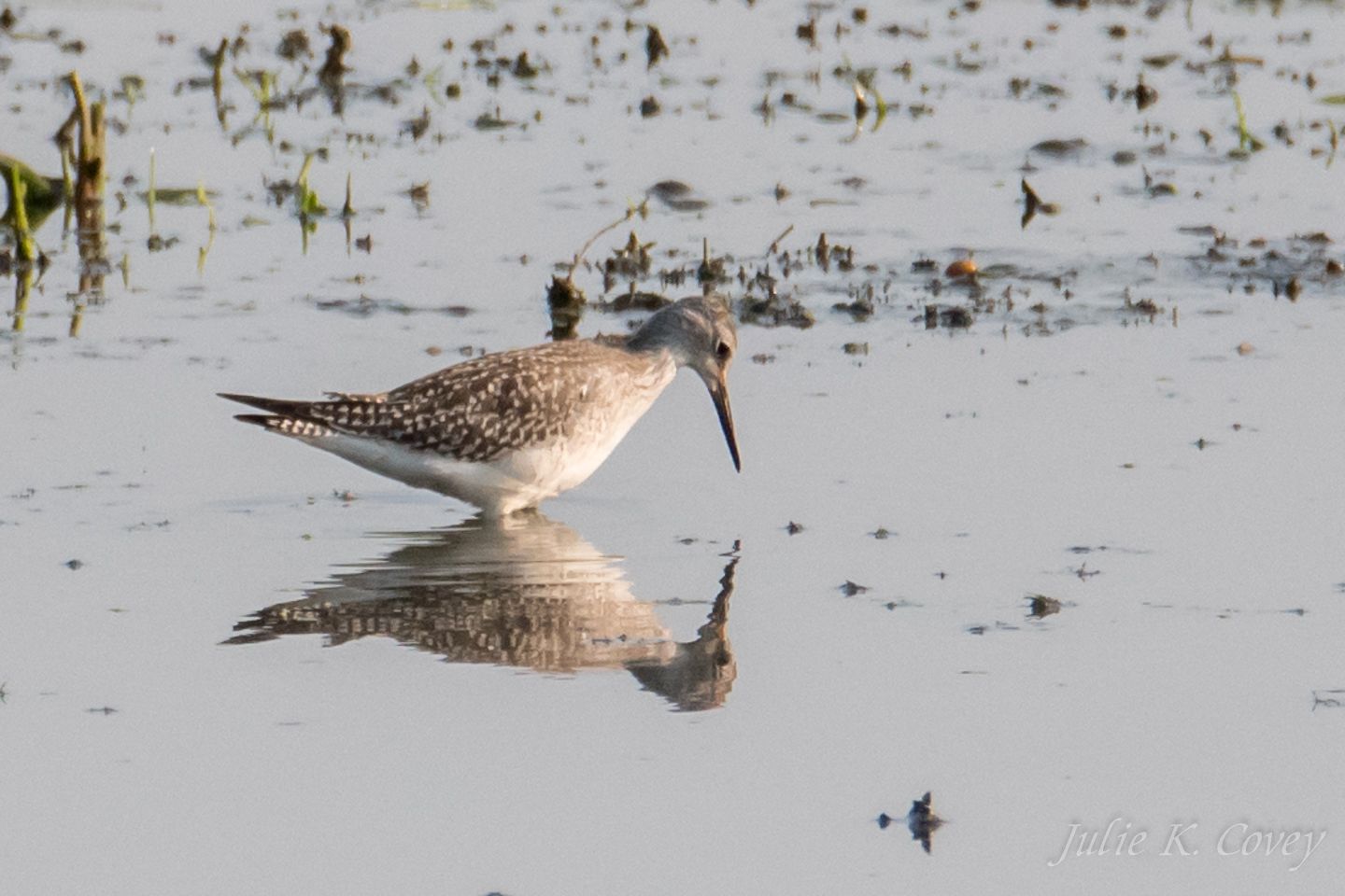 Greatr Yellowlegs July 1_4 2