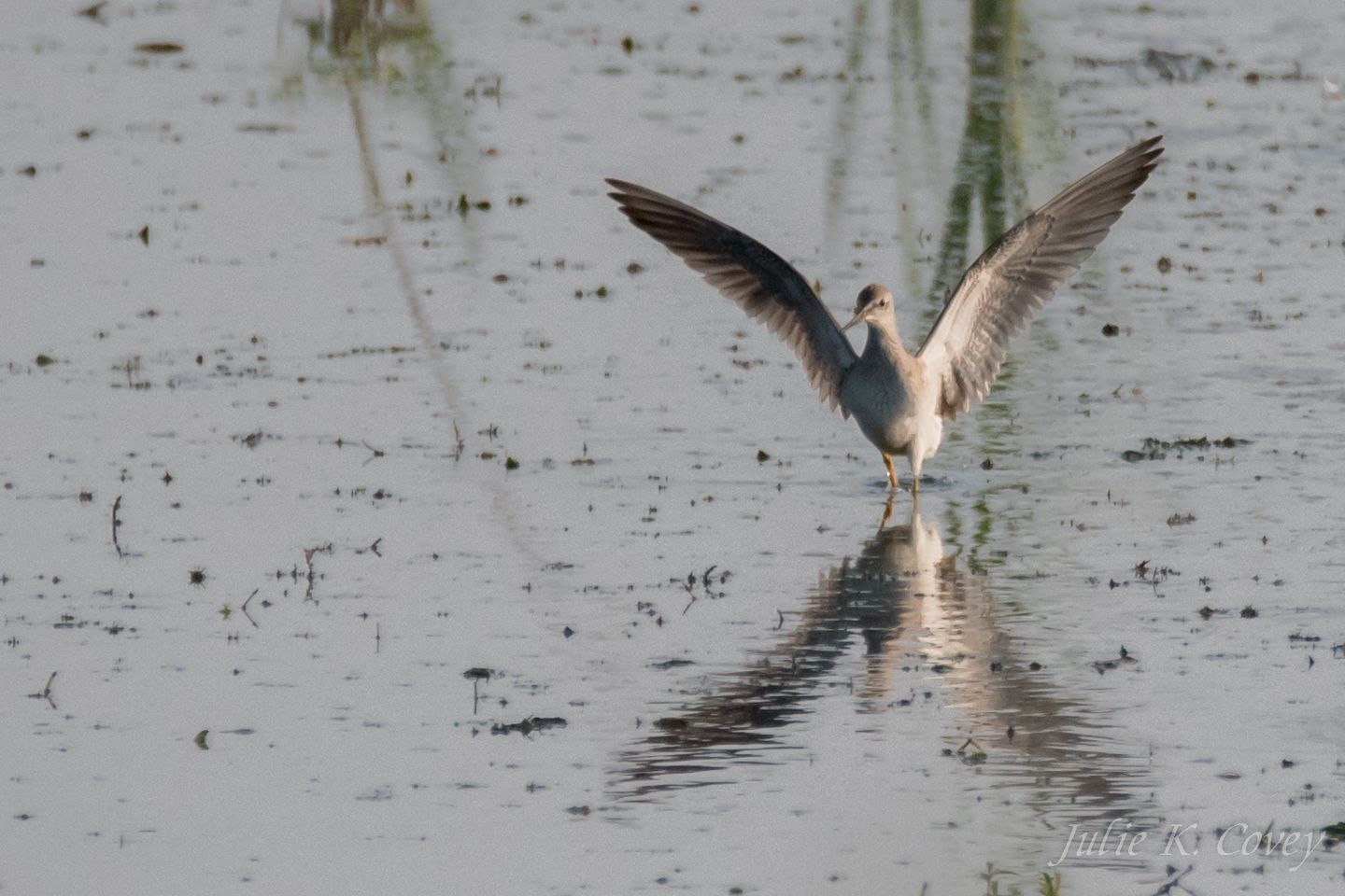 Lesser Yellowleg flying