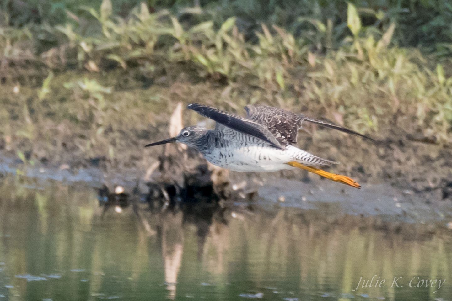 Flying Greater Yellowlegs