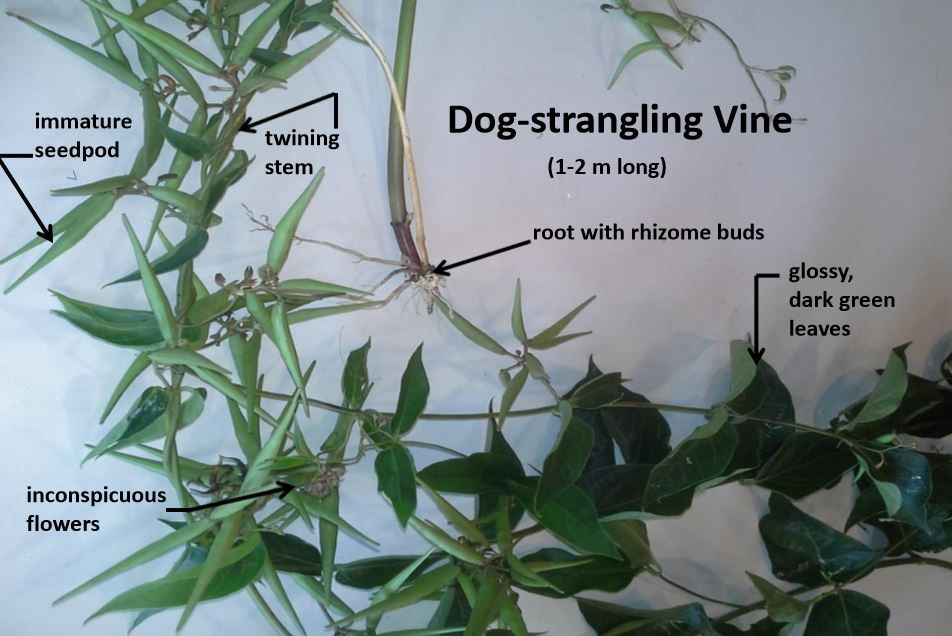 dog strangling vine on trees