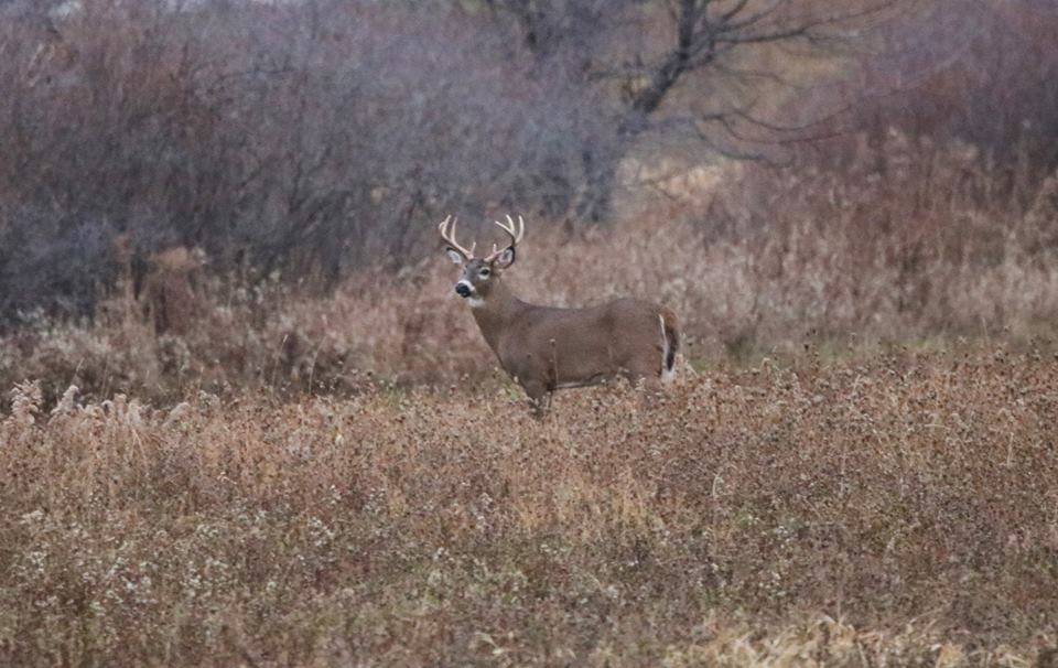 Hunting - NYSDEC