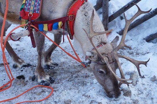 The Reindeer aka Caribou - Naturalist's Guide