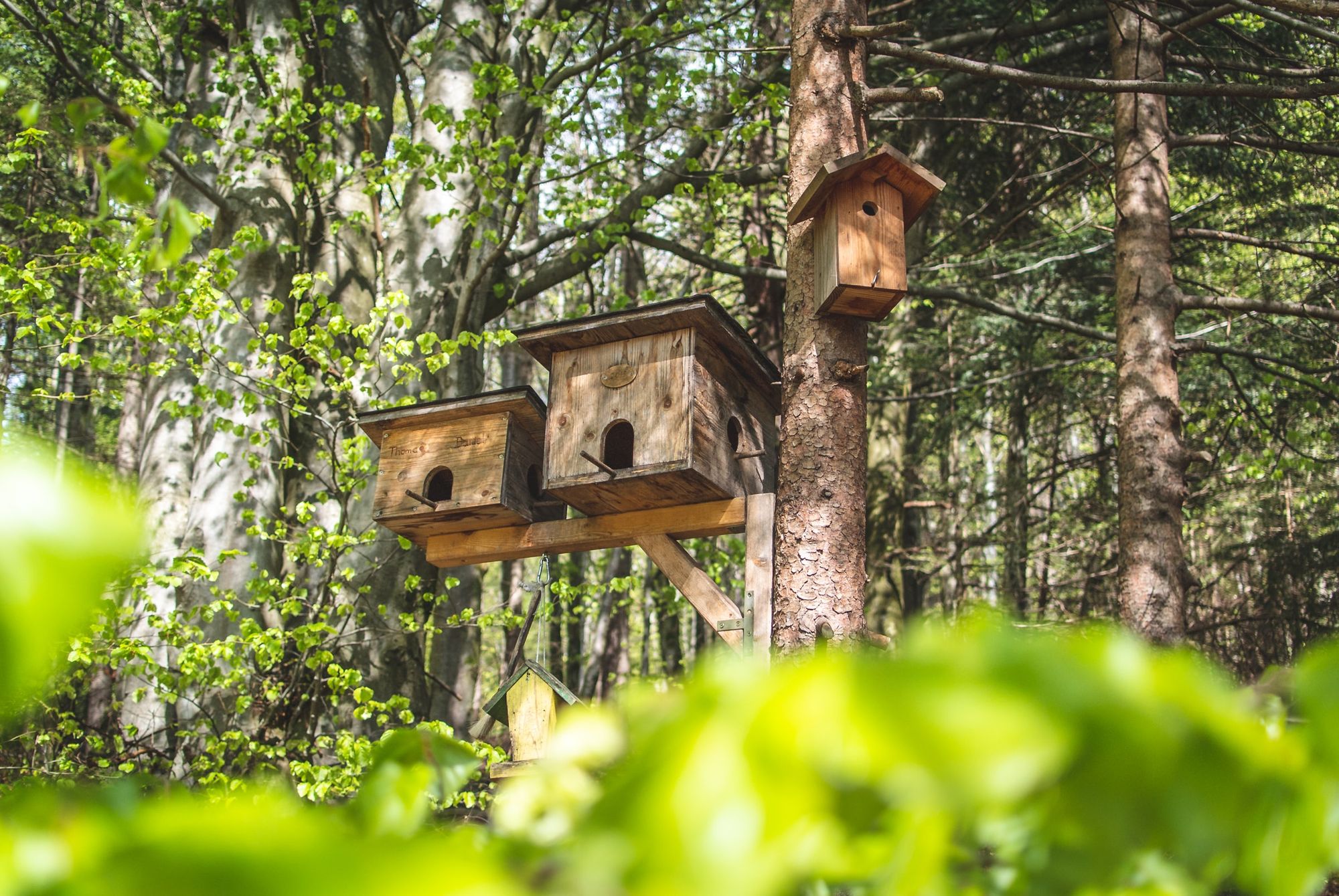 Birdwatching 101 & Birdhouses