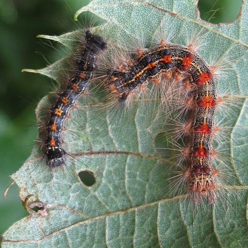 Thousand Islands Life Spongy Moth Caterpillars Infest The Thousand Islands