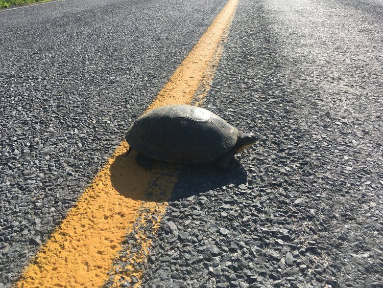 Thousand Islands Life, Why does the Turtle cross the Road?