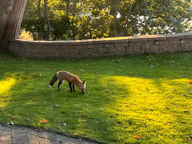 A Mangy Fox