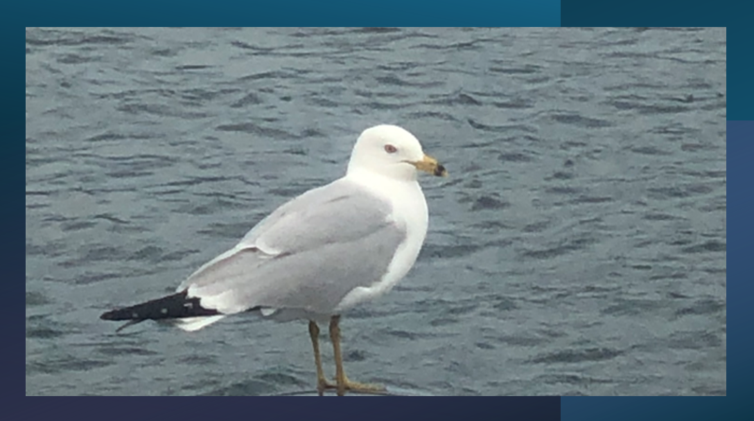 Seagulls Again: Hungry or Lonely?