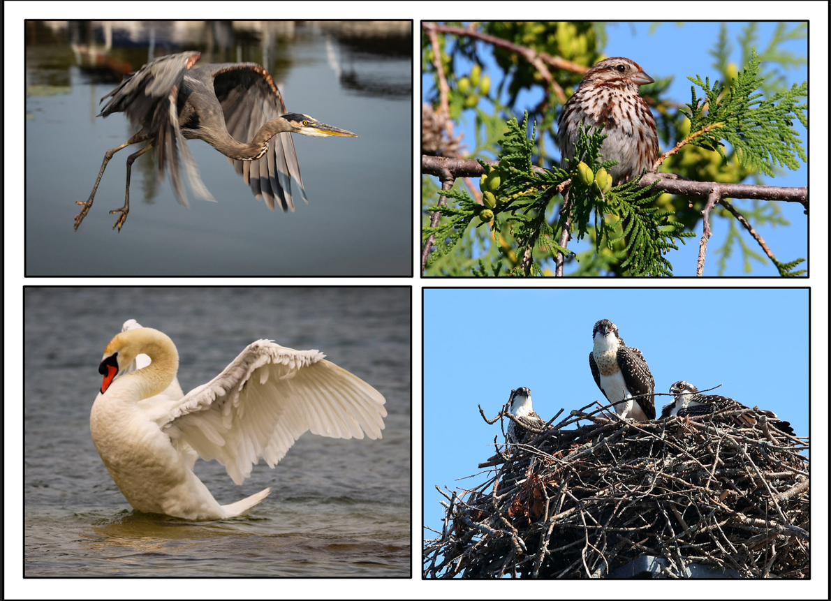 An Old Dog Learns Some New Tricks