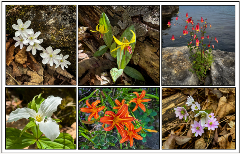 An Old Dog Learns Some New Tricks