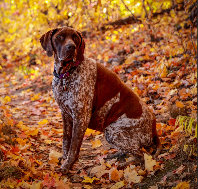 An Old Dog Learns Some New Tricks