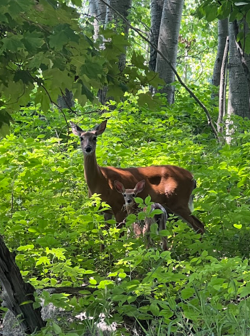 Balance Between Conservation and Hunting