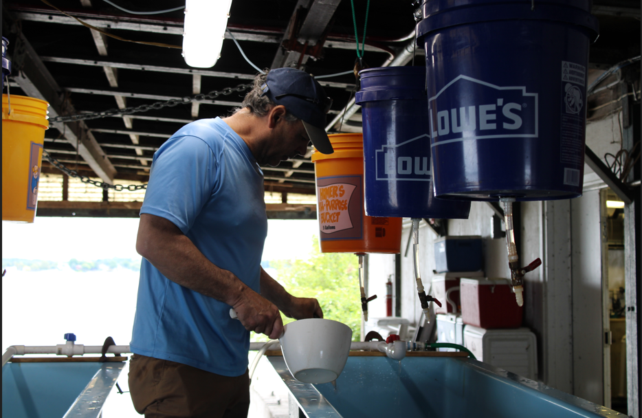Bringing Muskellunge Back Through Science and Conservation