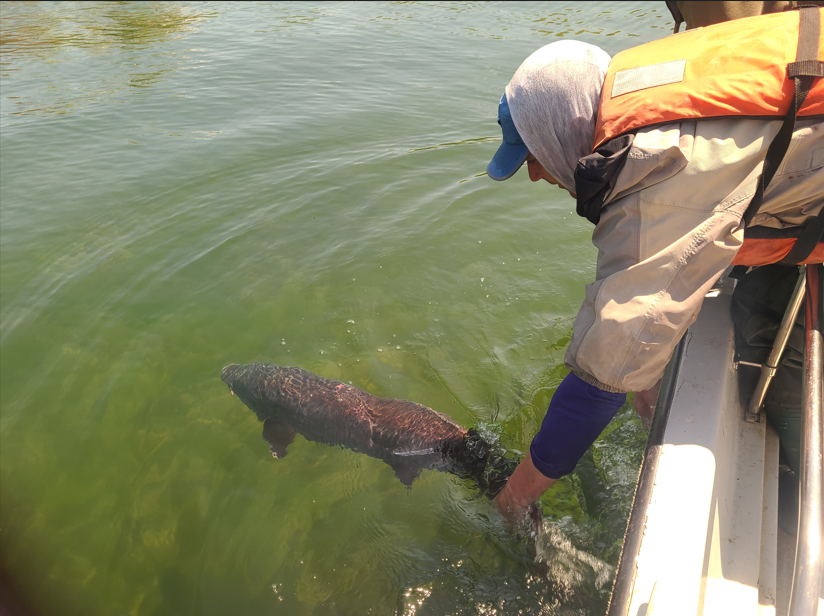 Bringing Muskellunge Back Through Science and Conservation