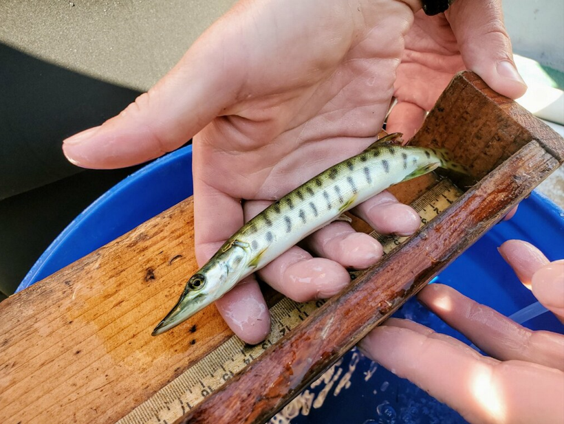 Bringing Muskellunge Back Through Science and Conservation