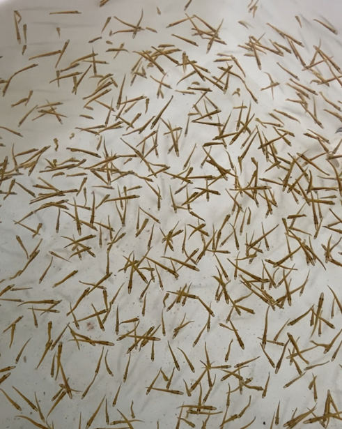 Bringing Muskellunge Back Through Science and Conservation